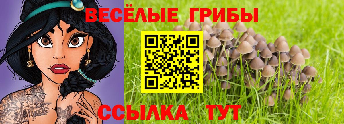 Псилоцибиновые грибы Psilocybe Йошкар-Ола